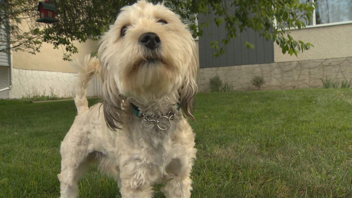 Calgary’s tight rental market leads to more scams and frauds - image