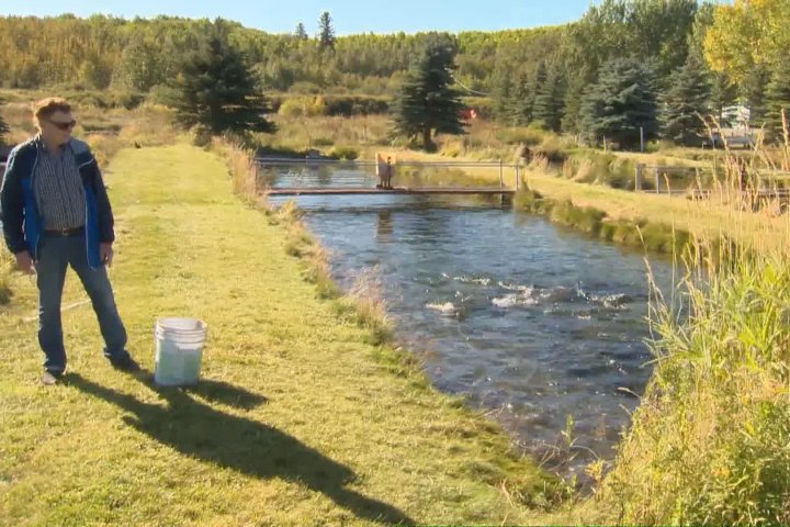 Alberta fish farmer suing province over impacts of ‘failing to control’ whirling disease