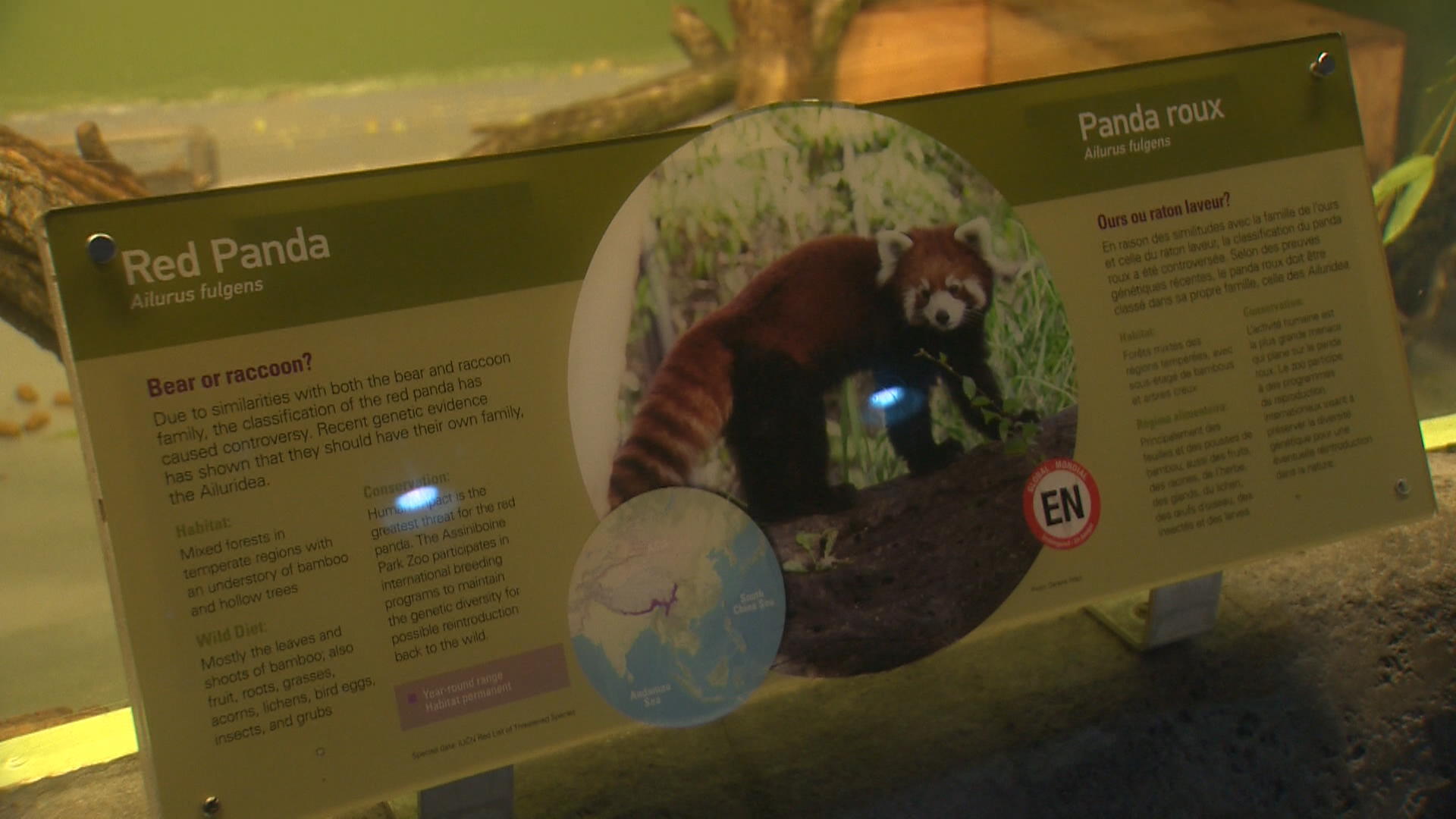 Assiniboine Park Zoo celebrates Red Panda Weekend - Winnipeg 