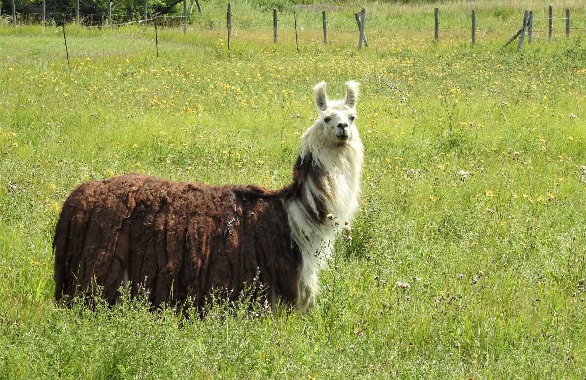 The Saskatchewan Photo of the day for September 10, 2022 was taken by Bozena Kon in Kronau.