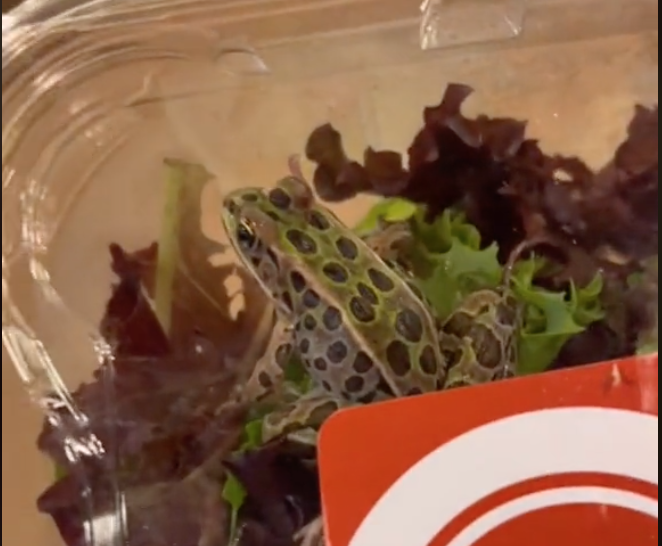 A video from TikTok user Chantel Scott shows a frog inside of a lettuce container at a Sobeys in north London, Ont.