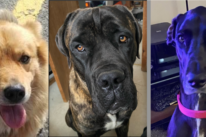 Dognapped: Bracebridge OPP investigate theft of 3 dogs