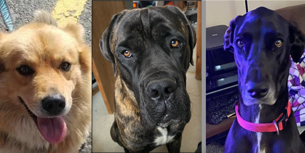 Members of the Bracebridge Ontario Provincial Police (OPP) are investigating the theft dogs from a residence in the Moose Deer Point First Nation and are seeking assistance from the public.