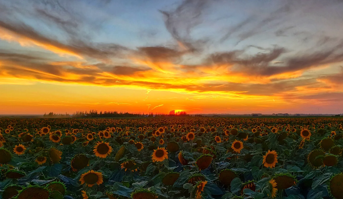 sunflower field sunset near lumsden