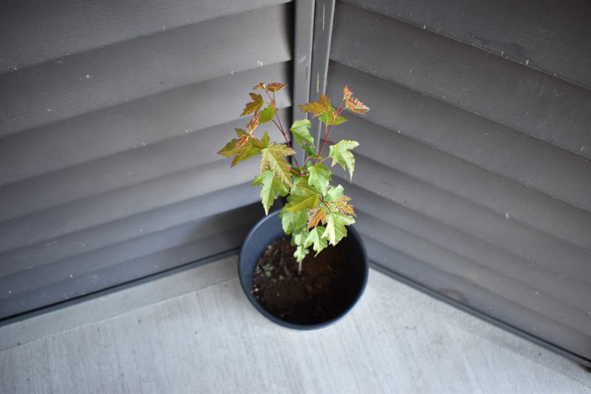 This is one example of the trees PlantForever has available.