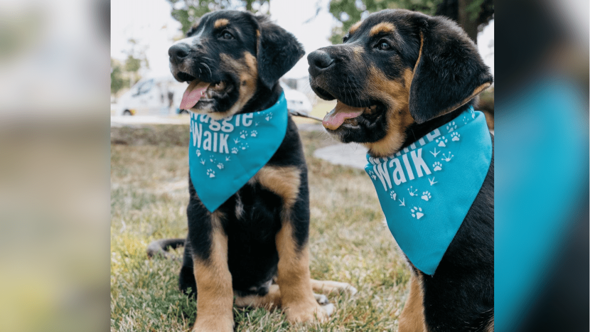 Having hosted virtually for the past two years, the Hamilton-Burlington SPCA is delighted to host the 33rd annual Wiggle Waggle Walk at Maplewood Park on Sunday, September 11th.