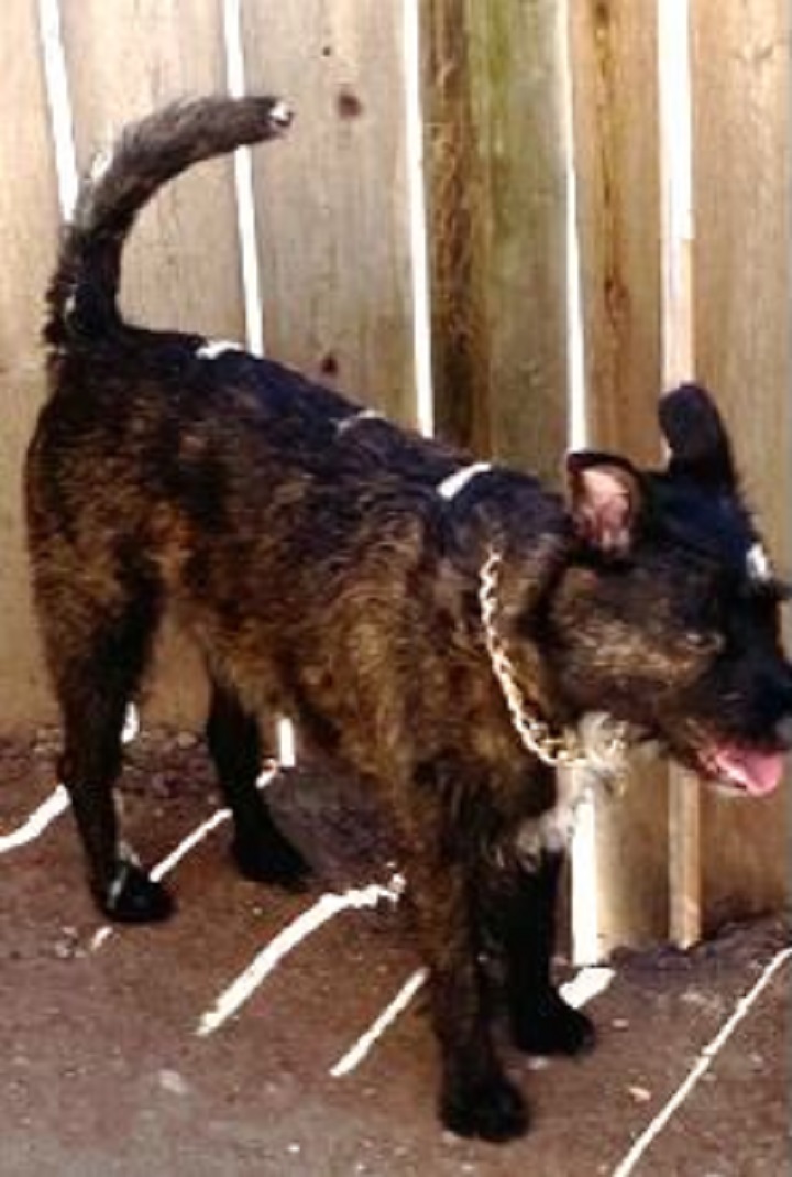 Black Scottish Terrier named Yurield.