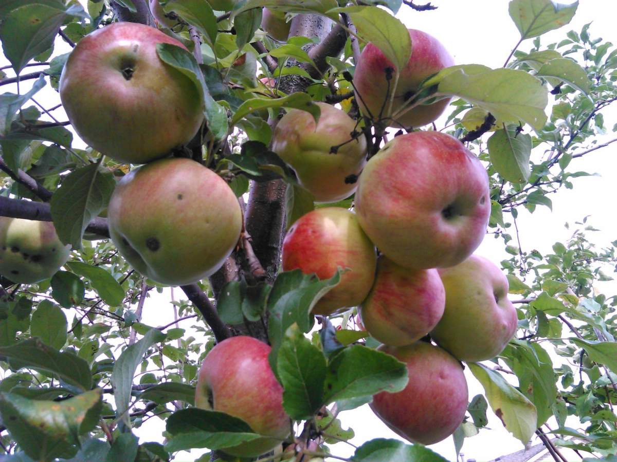 Living Green Barrie harvesting fruit from community apple trees