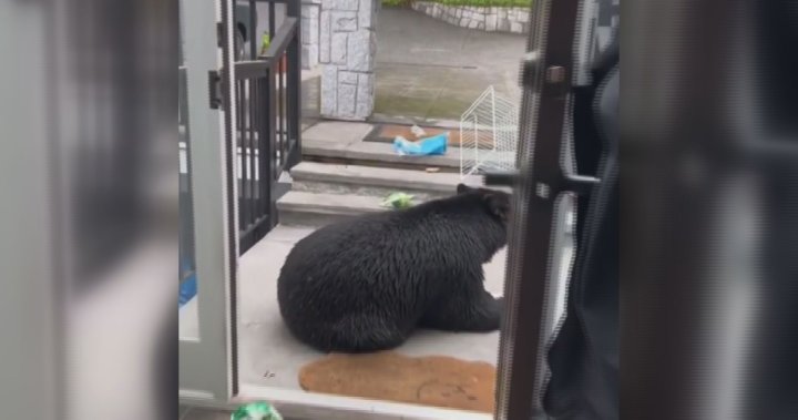 Black bear put down after raiding North Vancouver fridge, officials say – BC