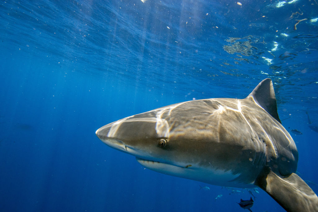 U.S. tourist killed in shark attack while snorkelling in the