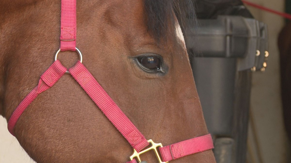 Peterborough Public Health say a horse in the region recently tested positive for the Eastern equine encephalitis (EEE) virus.