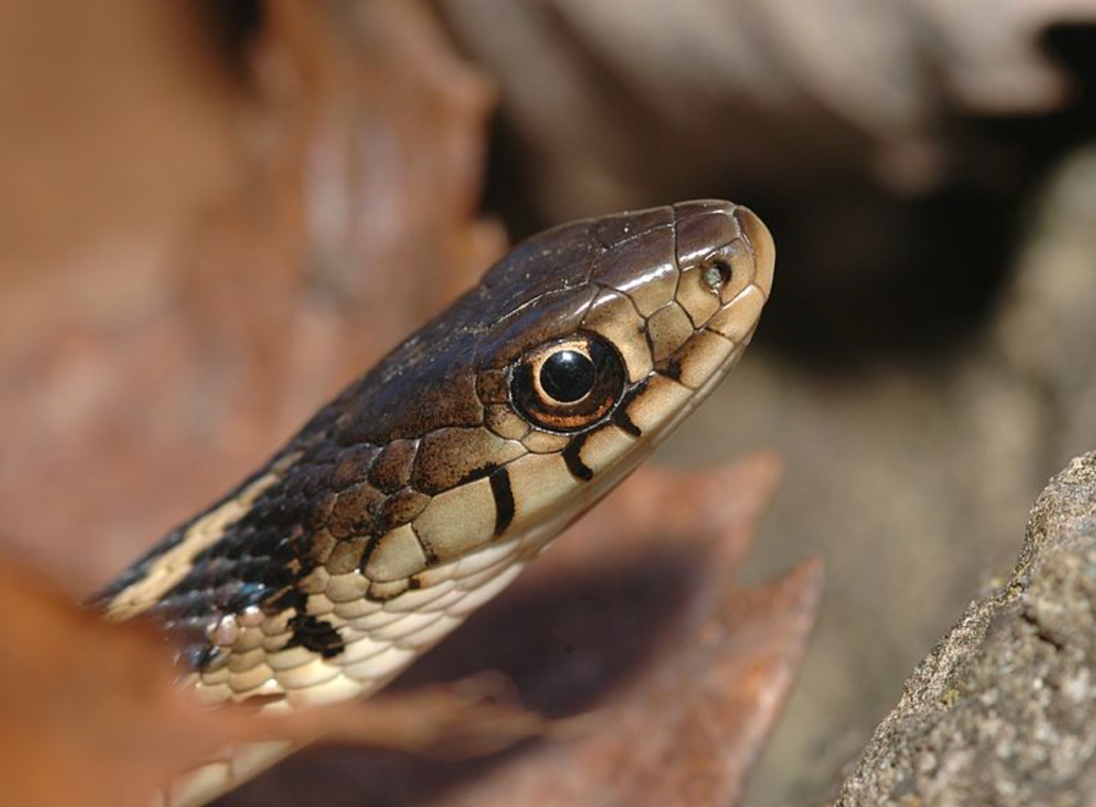 A common garter snake — like this one in this file photo — was found in the schoolyard and prompted Chemong Public School officials to keep students inside the school until the reptile was properly identified.