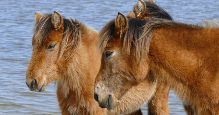 Sable Island horses ‘doing well’ after storm Fiona, Parks Canada says