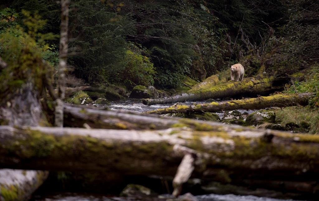 A Kermode bear, better know as the Spirit Bear is seen fishing in the Riordan River on Gribbell Island in the Great Bear Rainforest, B.C. on Sept, 18, 2013. The worsening effects of climate change are compounding the historical loss of B.C.’s old-growth forests, says the co-author of a new paper that shows decades of logging on the province’s central coast targeted the highest-value forests first. THE CANADIAN PRESS/Jonathan Hayward.