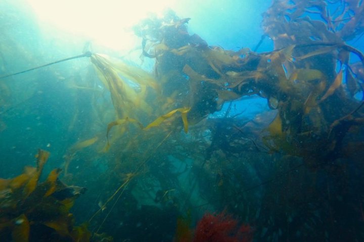 B.C. scientists have developed a technique to restore kelp forests for future generations