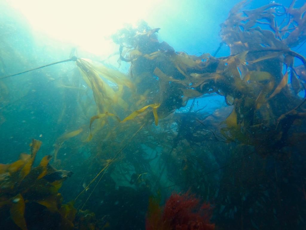 A bull kelp forest is seen underwater near Victoria in a May 13, 2015, in this handout image. Kelp forests, which can grow 20 to 30 metres tall from the ocean floor, provide food and shelter for thousands of marine species while absorbing carbon from the atmosphere. THE CANADIAN PRESS/HO-Liam Coleman, *MANDATORY CREDIT*.