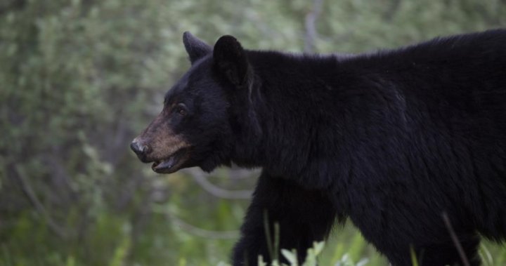 Жена е била нападната от черна мечка, докато е разхождала