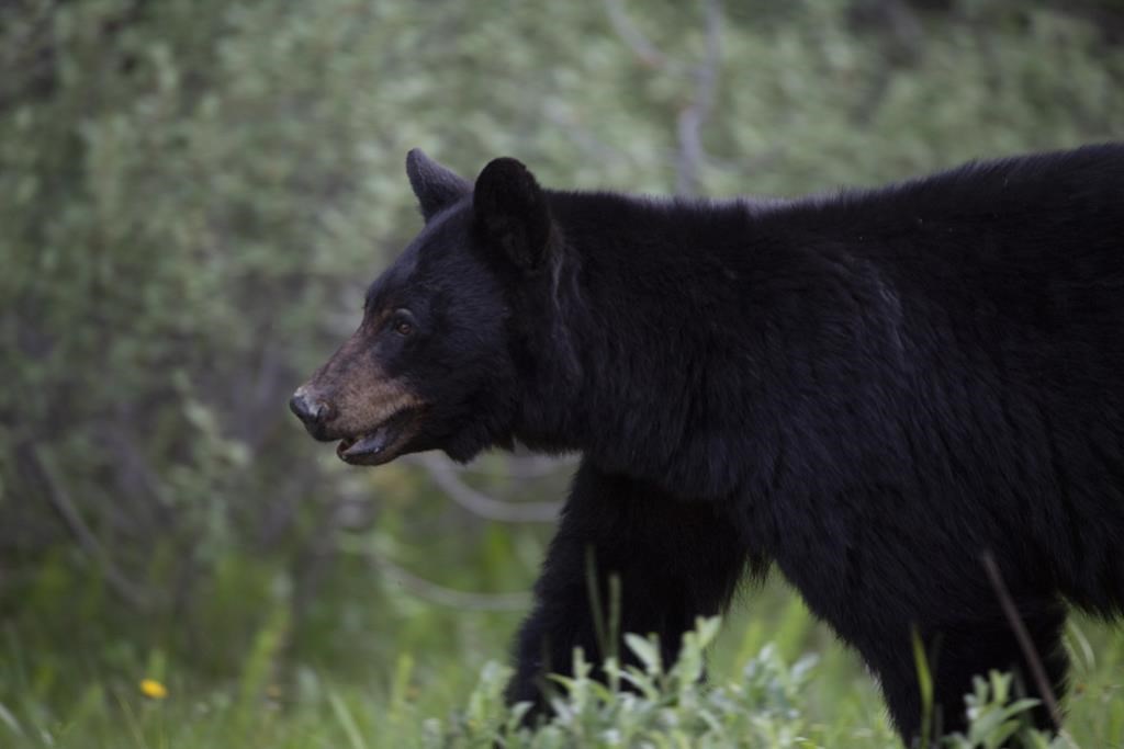 A black bear is seen near Lake Louise, Alberta, June, 2020. A black bear is dead and two women are critically hurt after an attack near Dawson Creek, B.C. THE CANADIAN PRESS/Jonathan Hayward.