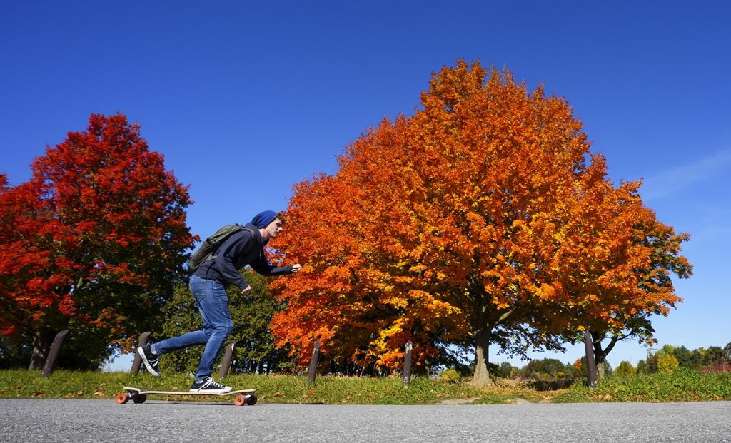 A person rides a skateboard by the fall foliage in Ottawa on Tuesday, Oct. 11, 2022. Experts say the vibrant orange, yellow and red colours Ontarians enjoying this fall season is something that have not been seen in recent years. 