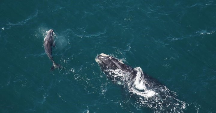 Population of endangered North Atlantic right whales continues to decline: study
