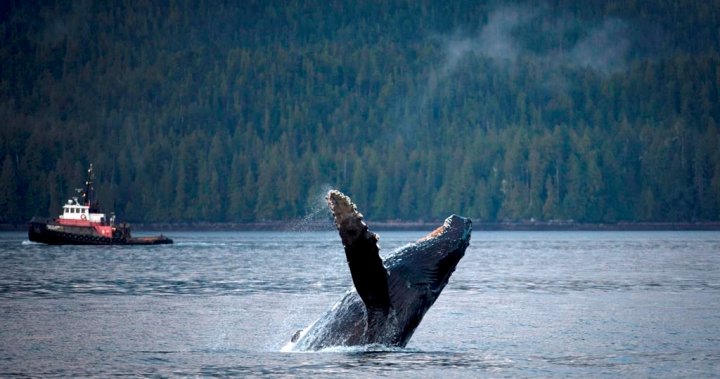 „Критичен инструмент“: Нова технология за откриване на китове, използвана в пр.н.е. води