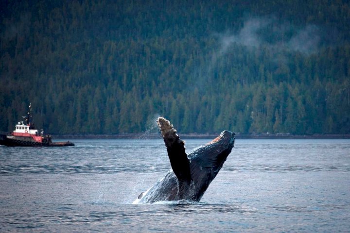 ‘Critical tool’: New whale detection technology being used in B.C. waters