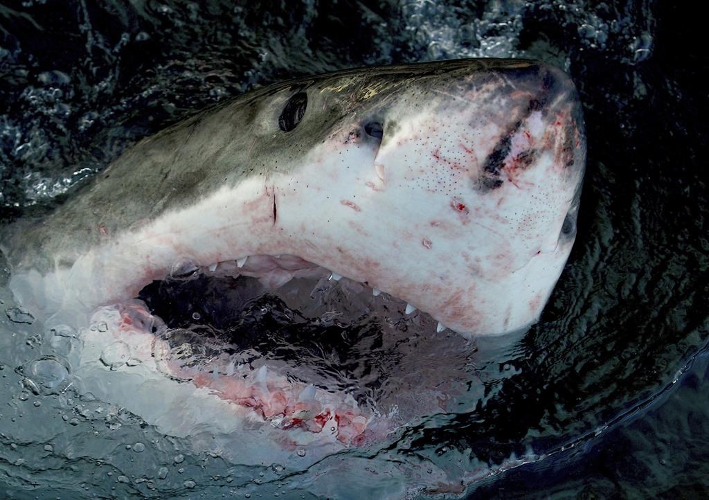 Nova Scotia angler hooks juvenile great white shark and story of a