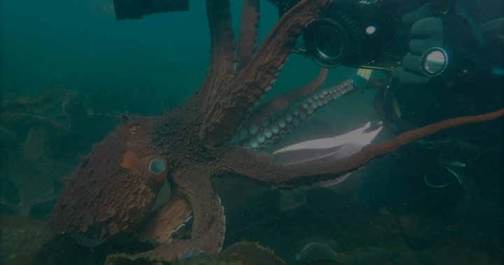 ‘One word: epic’: B.C. diver records incredible close encounter with octopus