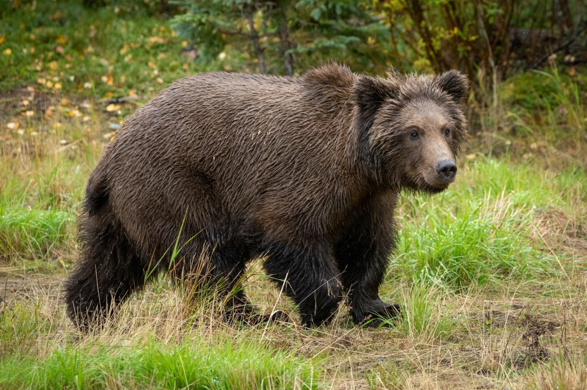 909's yearling cub