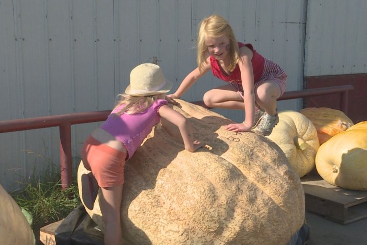 Armstrong Festival brings together families for giant pumpkin contest