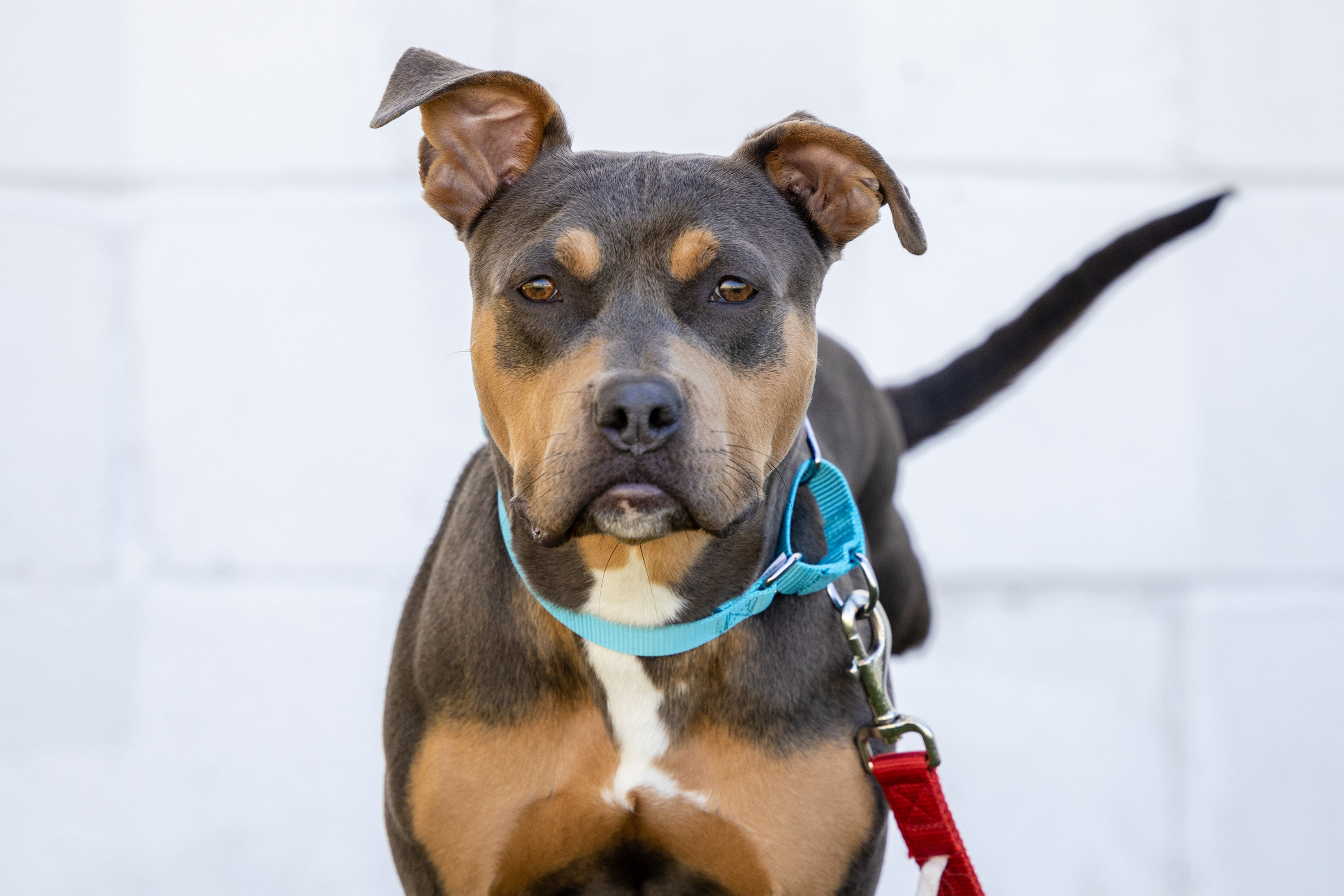 Blue nose pitbull puppies best sale for adoption near me