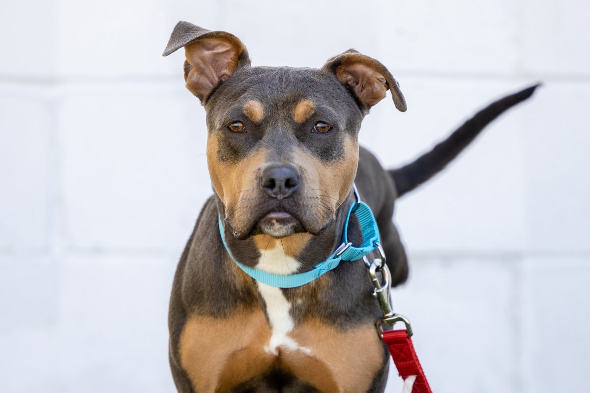 Aurora, a 1-year-old, three-legged pit bull mix, was recently handed over to the Humane Society of London & Middlesex as she has been deemed a prohibited breed under BSL (Breed Specific Legislation). She must be adopted by someone outside of Ontario.