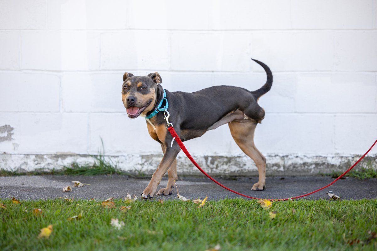 Aurora, a 1-year-old, three legged pitbull mix recently surrendered to the Humane Society London & Middlesex (HSLM).