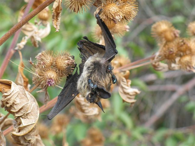 A bat trapped in burdock. The plant is deemed to be an invasive species in B.C.