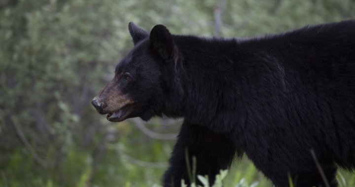 Poor berry crops have more bears poking around Alberta towns for food: wildlife experts