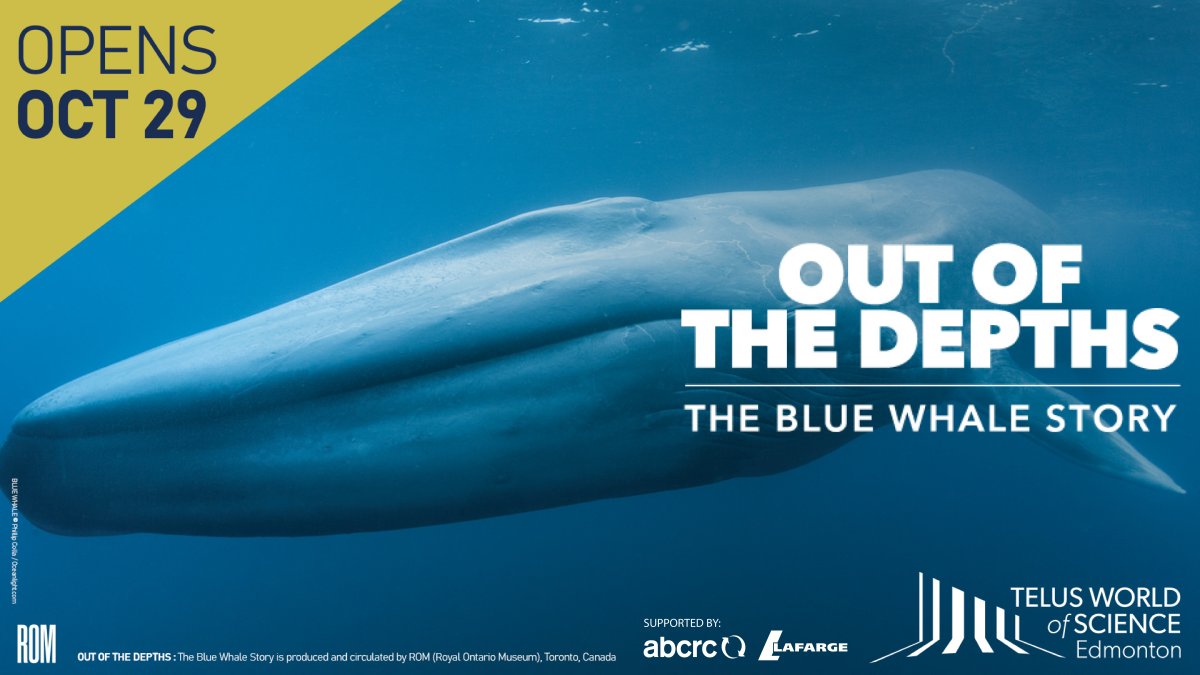 Out of the Depths: The Blue Whale Story - image