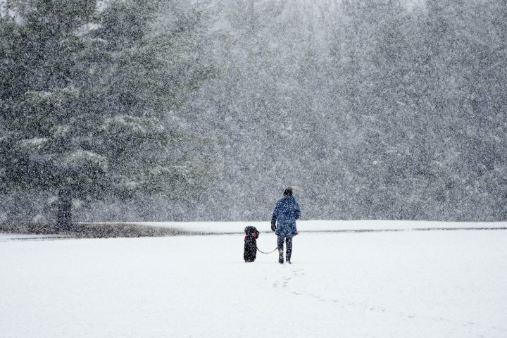 A woman walks her dog through the heavy snow fall in Mississippi Mills, Ont., on Tuesday, April 19, 2022.