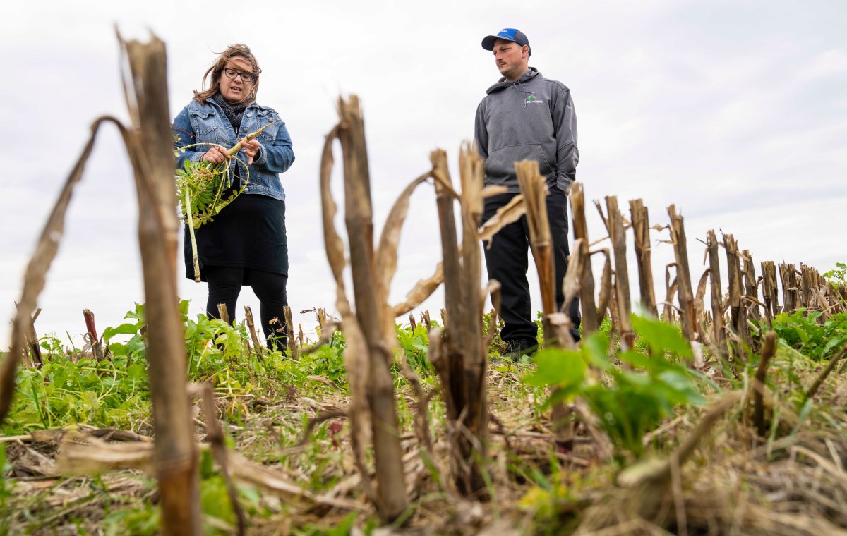 Agronomist Amelie Gauthier holds a radish as Raphael Beauchemin, one of the operators of his family farm, looks on while standing in a corn field  in Saint-Ours, Que., Thursday, Oct. 13, 2022. Radishes are planted in the field as a cover crop to help improve the quality of the soil and prevents unwanted plants from growing in the field between growing seasons for their main crops, like corn. 