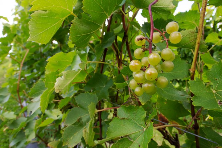 Ontario wine producers seek solutions to extreme weather threats