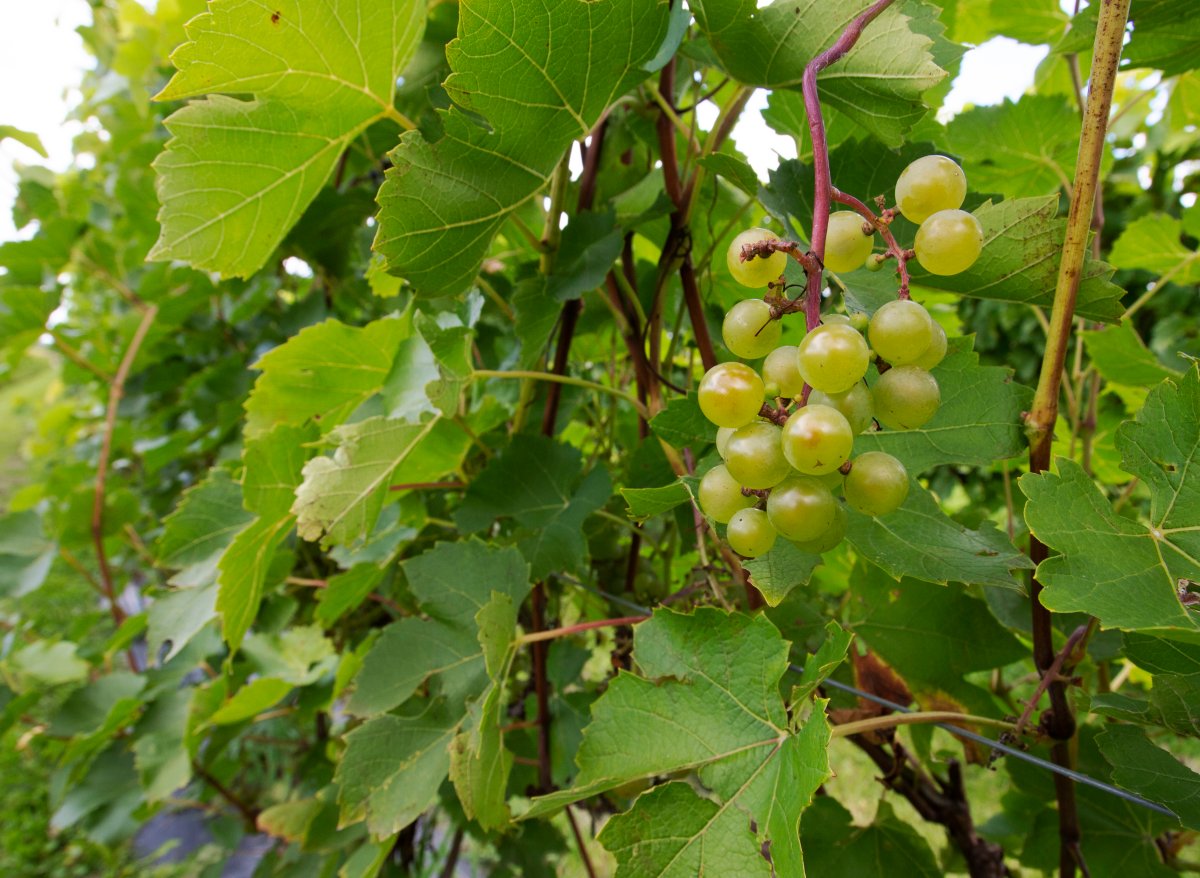 Grapes are seen at Le Bourg des Cedres vineyard Friday, September 18, 2020  in Les Cedres, Que.THE CANADIAN PRESS/Ryan Remiorz.