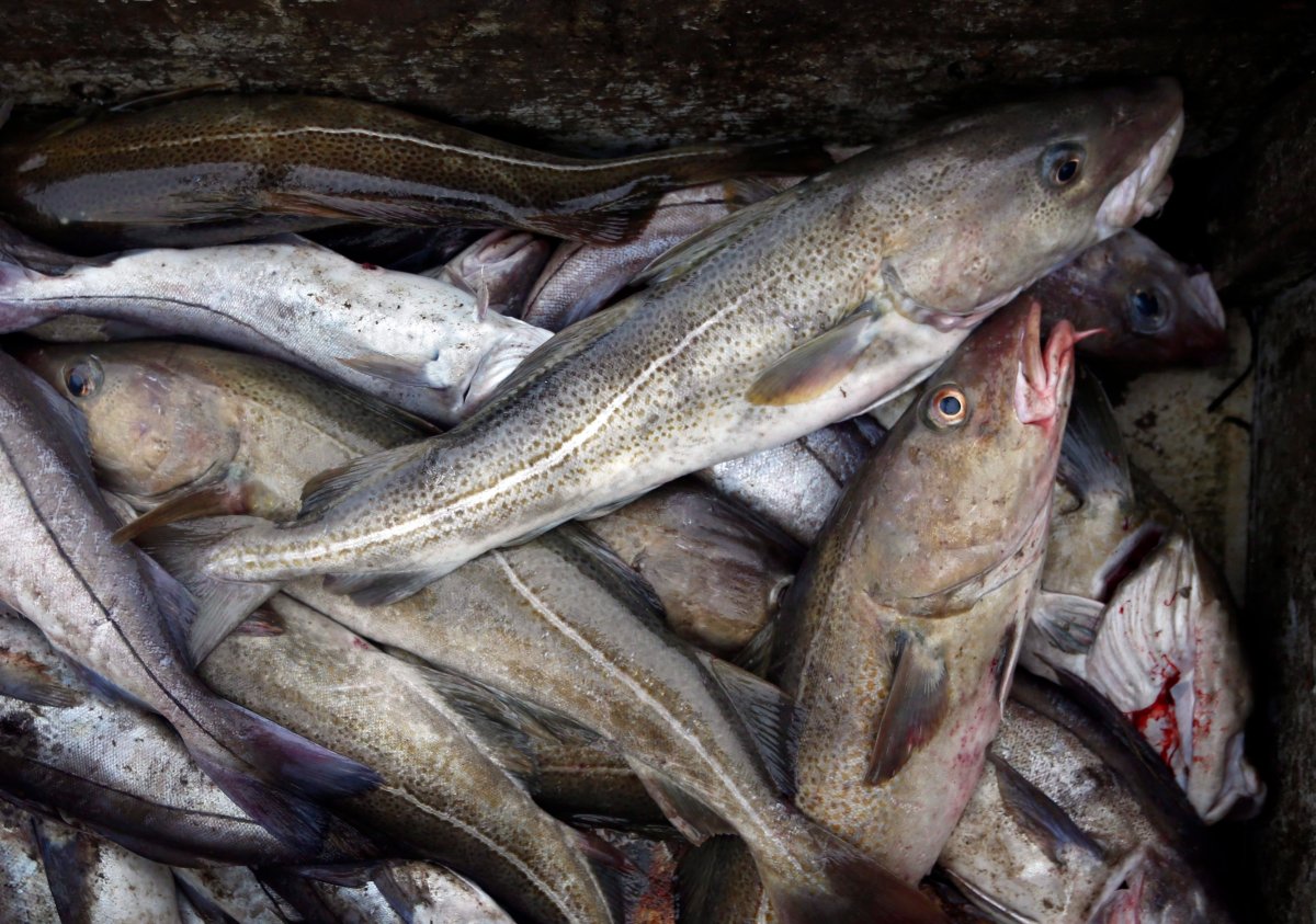 In this 2016, file photo, cod fill a box on a trawler off the coast of New Hampshire.