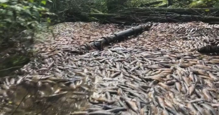 Video shows hundreds of thousands of fish dead in dry B.C. creek bed