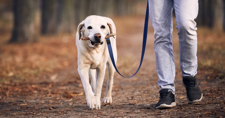 Grand River campaign reminds owners to keep their dogs on leashes