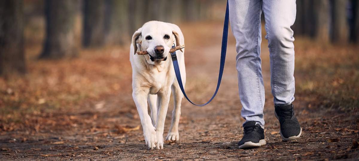 Dog taking a walk along GRCA trail.