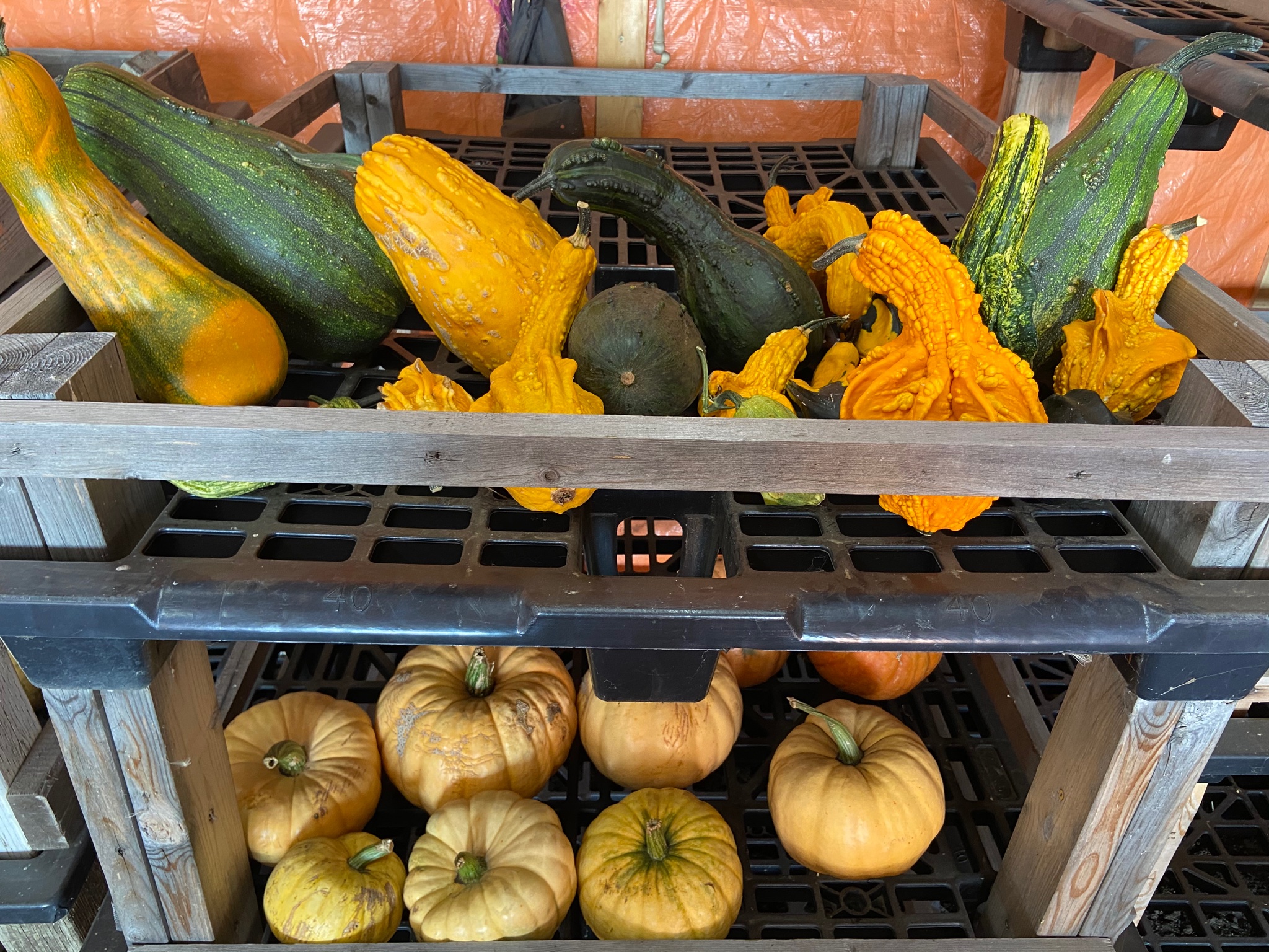 Unique Pumpkin Patch Thriving In Central Alberta Every Year We Add A   Ffibg09acAAVwFY 