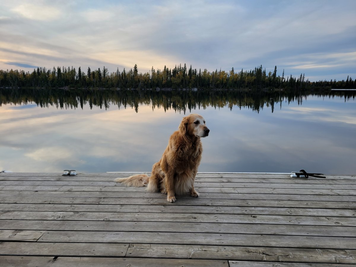 The October 7 Your Saskatchewan photo of the day was taken by Kathy Gallipeau with Ben at Lac La Ronge.