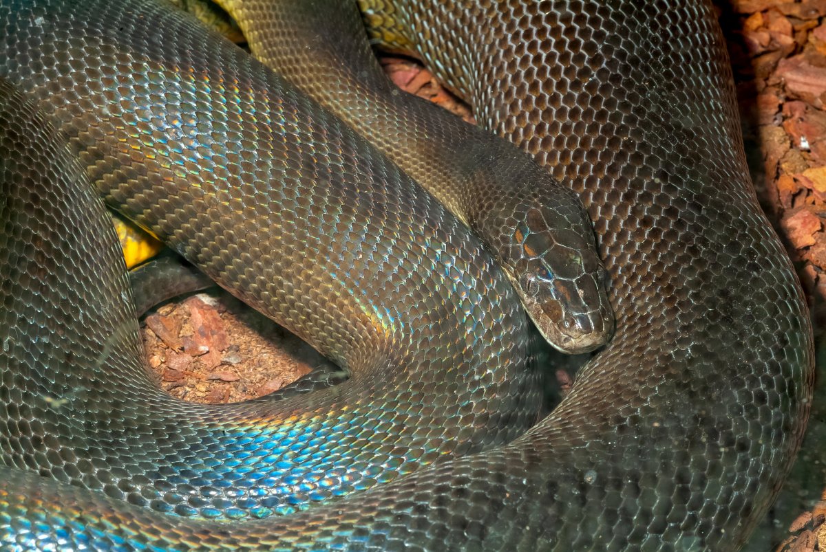 FIle - a brown water python snake.