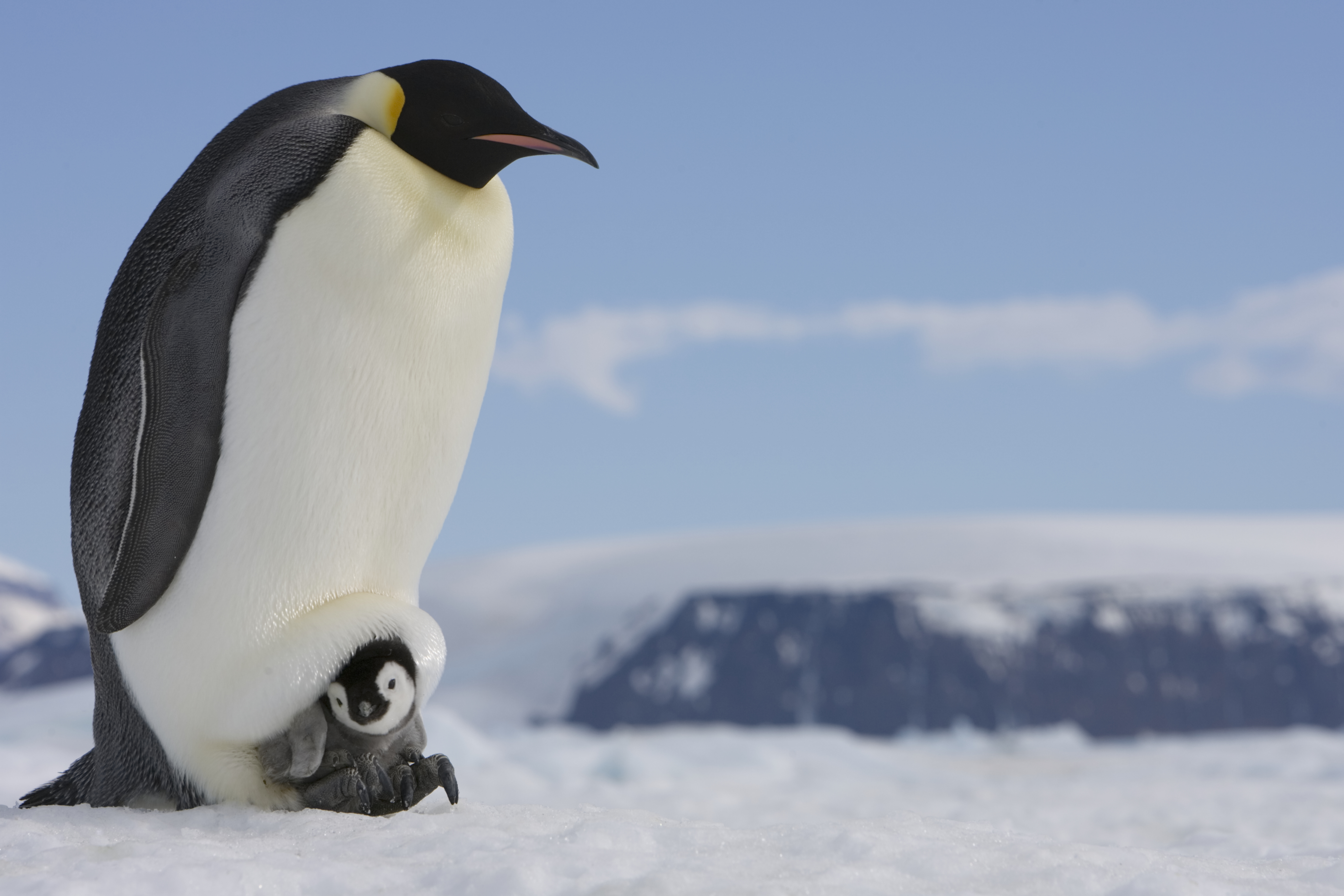 Emperor Penguins Now A Threatened Species As Climate Change Melts Sea ...