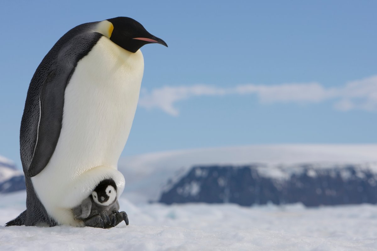 Emperor penguins now a threatened species as climate change melts sea