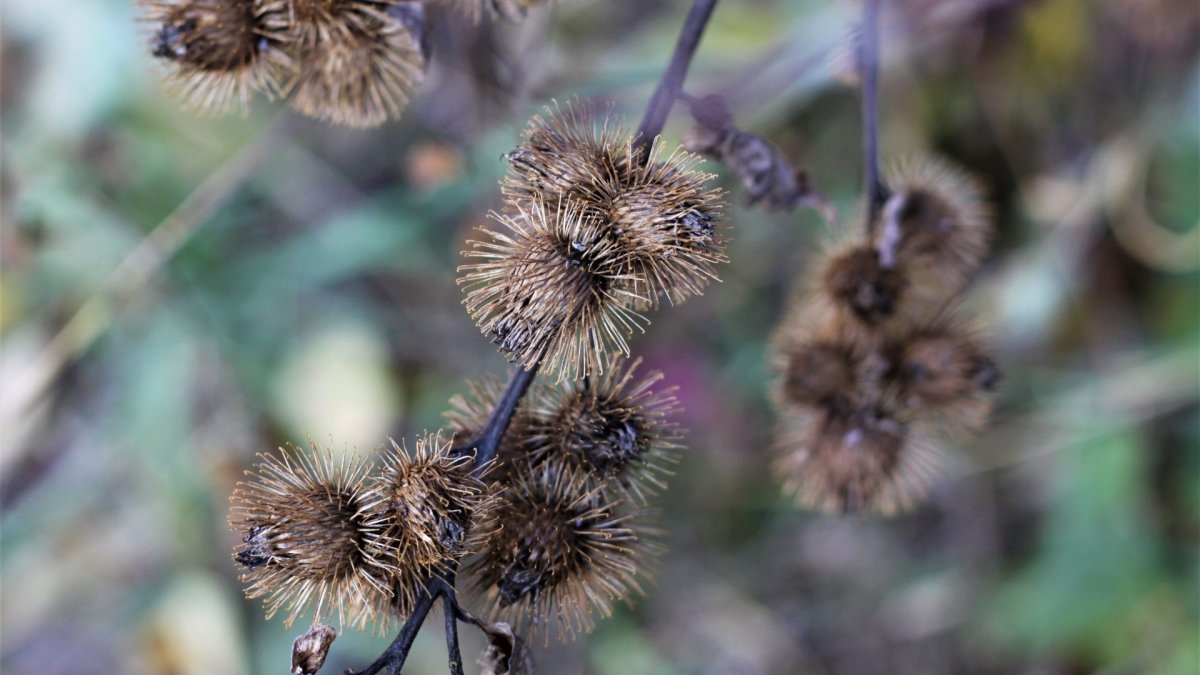 A close-up of the invasive burdock plant.